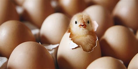 civciv yumurtadan neden geç çıkar